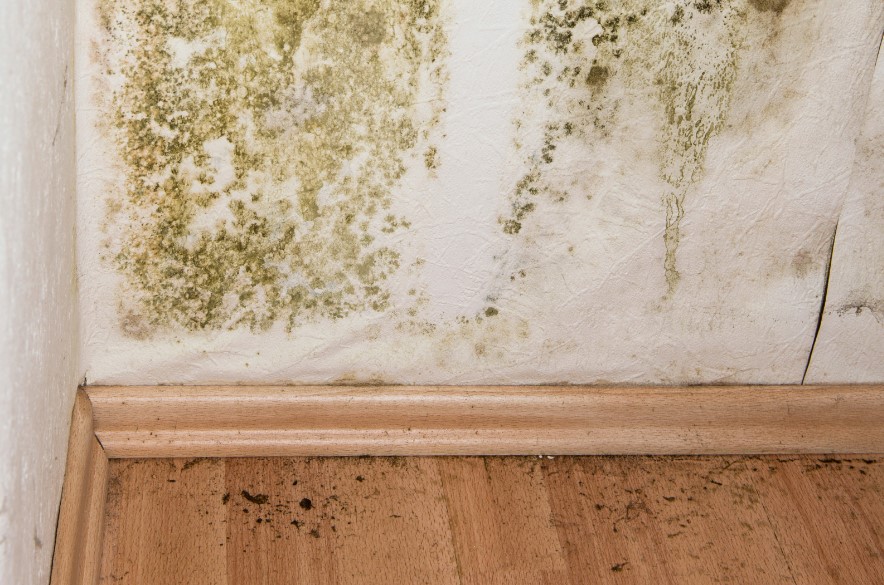 10 Things You Need to Know About North San Antonio Mold Remediation